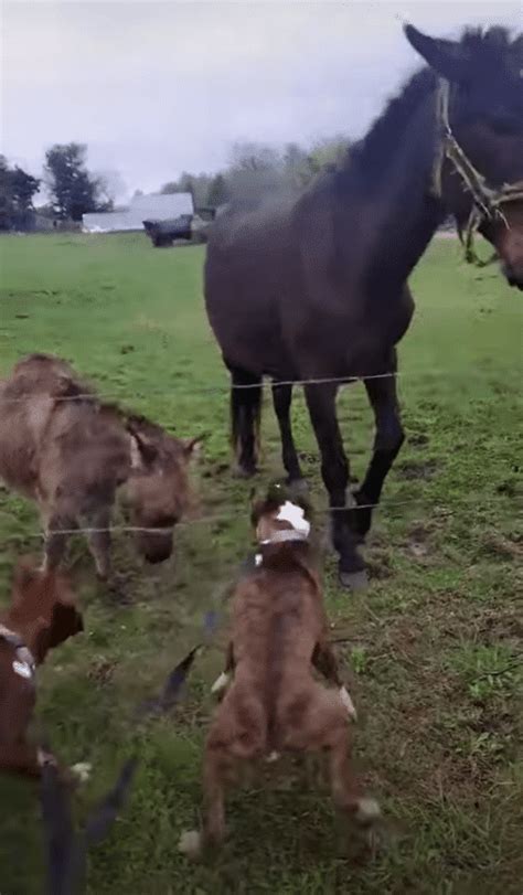 boxer gets shocked by electric fence|Donkeys laughing their asses off at dog getting .